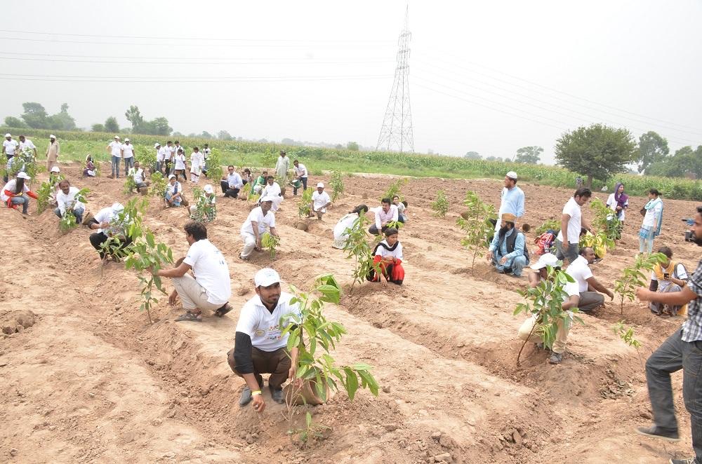 Go Green tree plantation and sapling care in Sindh