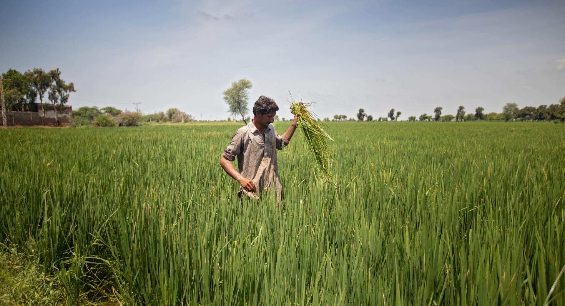 Food security and sustainable livelihoods